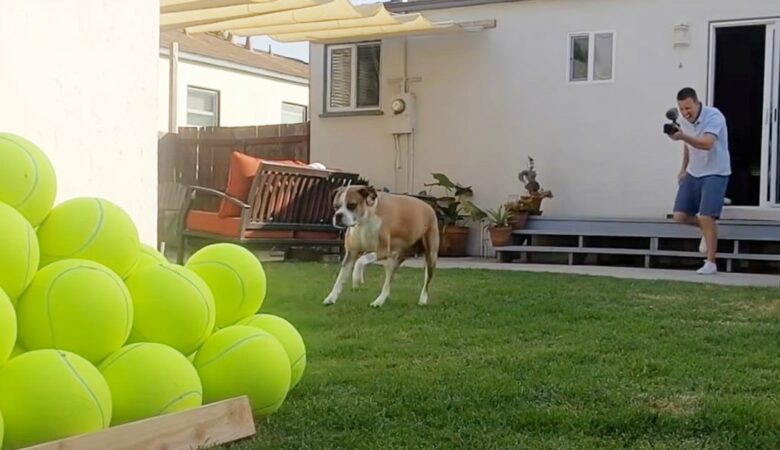 Muž zaplnil dvůr 100 obřími tenisovými míčky na oslavu toho, že štěně nemá rakovinu