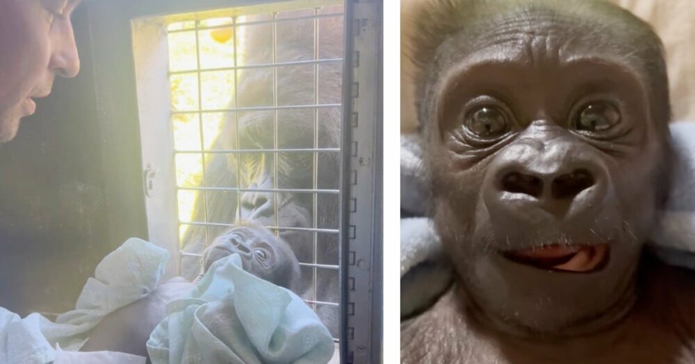 Ošetřovatel v zoo se postaral o nemocné gorilí mládě, které matka odmítla