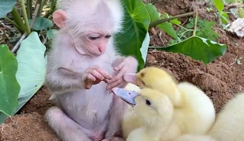 Sladká, malá opička se rozkošně stará o malá kachňátka a roztaví 79 milionů srdcí