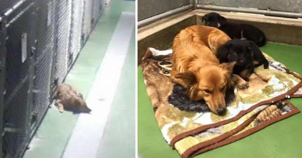 Bezpečnostní kamery v útulku zachytily psa, který se vyřítil z boudy, aby utěšil nová plačící štěňata