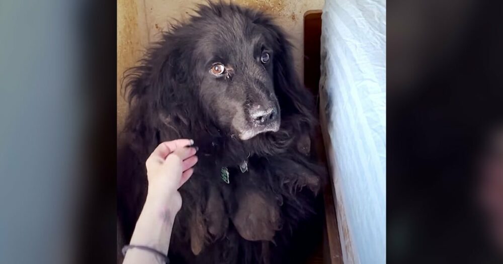 Žena tají srdce při záchraně chlupatého psa, který se krčí v rohu místnosti