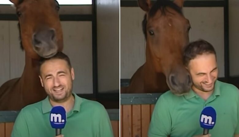 Reportérka se neudrží, když jí zábavný kůň ukradne pořad