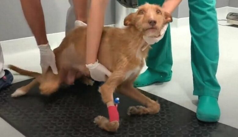 Lovec opustí psa, protože je pro něj ochrnutý a zbytečný, pak jí záchranáři změní život