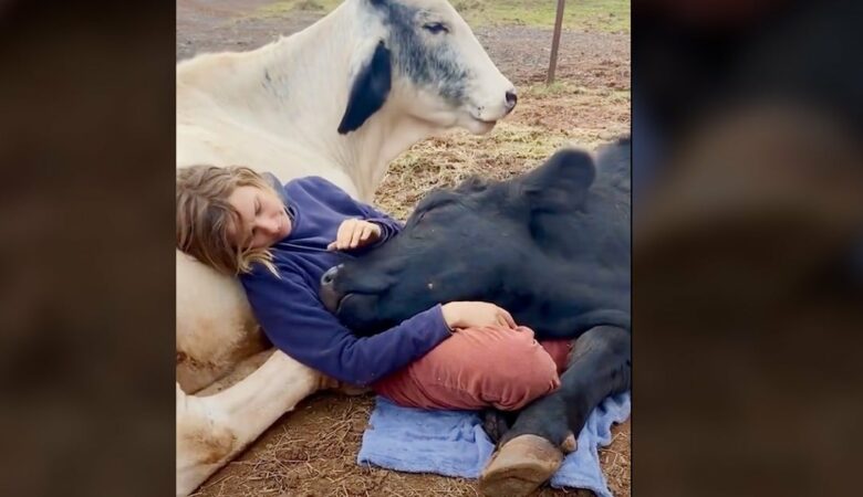 Záchranářská kráva rozplývá srdce, když se “dožaduje” pozornosti své matky