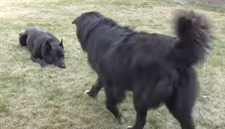 Velký chlupatý zatoulaný pes se znovu setkal s milovaným “dvojčetem
