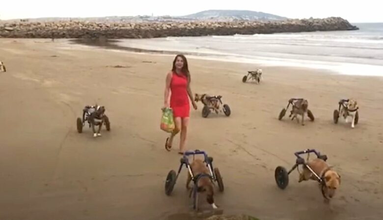 Žena vzala 18 postižených psů poprvé na pláž