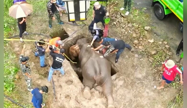 Záchranáři vyprostili sloní mládě uvízlé v příkopu a poté oživili jeho matku