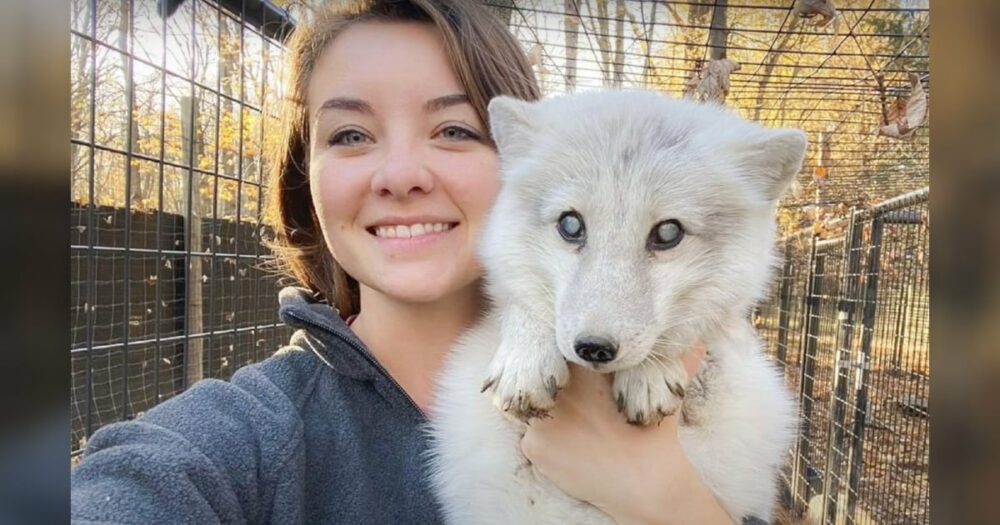 Žena uviděla staršího a slepého arktického lišáka pohozeného v psím útulku a skočila ho zachránit