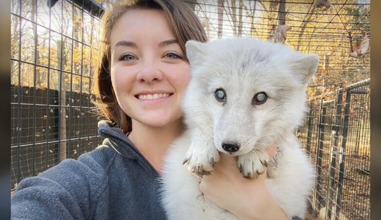 Žena uviděla staršího a slepého arktického lišáka pohozeného v psím útulku a skočila ho zachránit