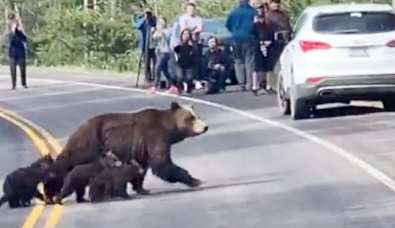Medvědice grizzly rozplývá srdce, když vede svou velkou skupinu mláďat přes silnici