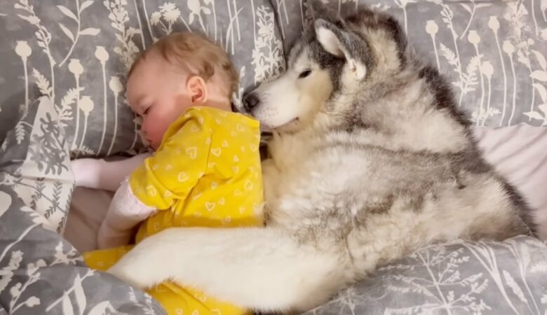Husky roztaje srdce, když objímá sestřičku, zatímco spí