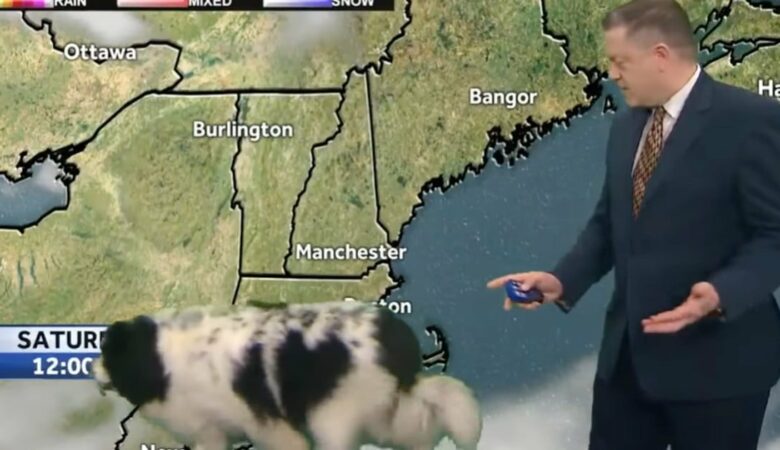 Velký huňatý pes náhodně přeruší předpověď počasí a rychle ukradne show