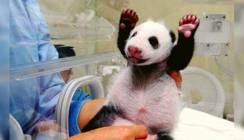Mládě pandy se speciálními potřebami roztálo při prvním setkání s mámou na 12 milionů srdcí
