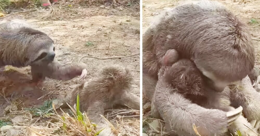 Zlomená máma lenochoda je “šťastná”, že se znovu setkala se ztraceným mládětem