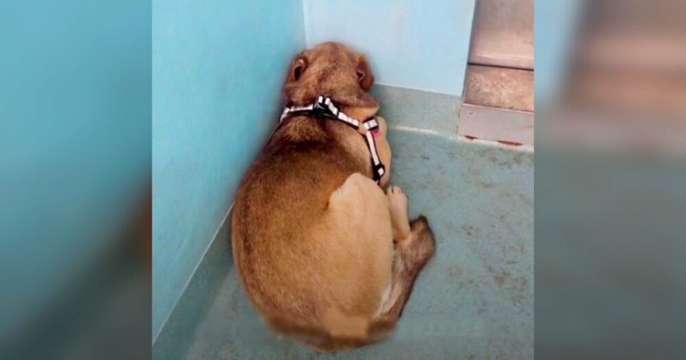 Vyděšený záchranářský pes se schovává v rohu čelem ke zdi, dokud se neobjeví jeho spřízněná duše