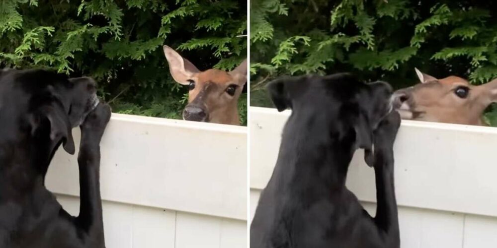Jelen si přes plot vytvořil zvláštní pouto se psem a každý den se vrací na návštěvu