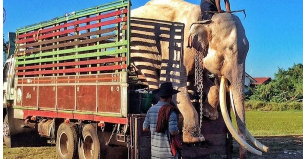 Slon nucený přes 40 let bavit turisty konečně poprvé okusil svobodu