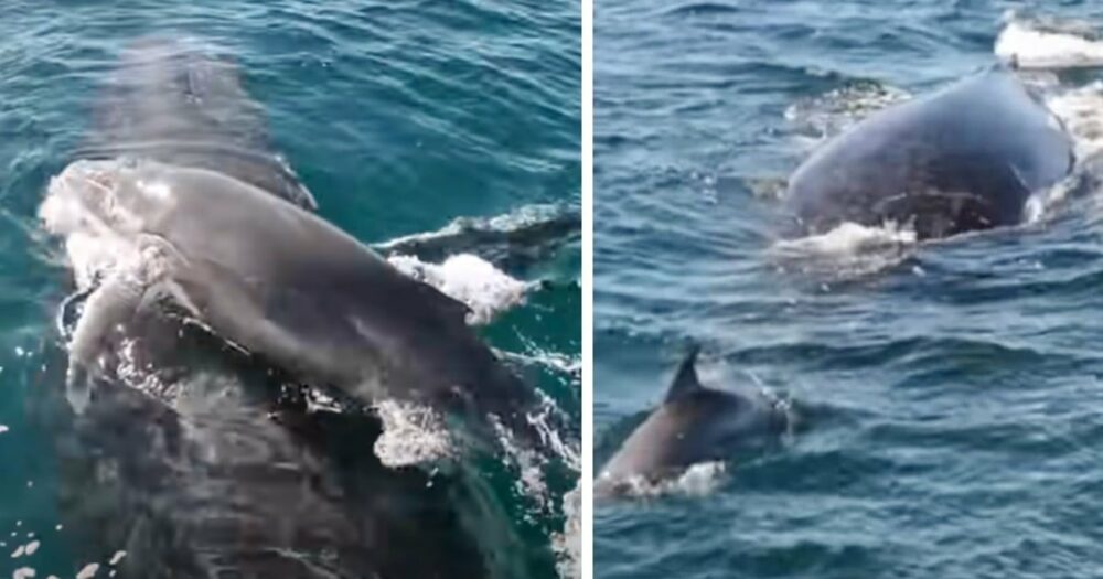 Stateční delfíni chrání velrybí mámu a mládě před samci keporkaků