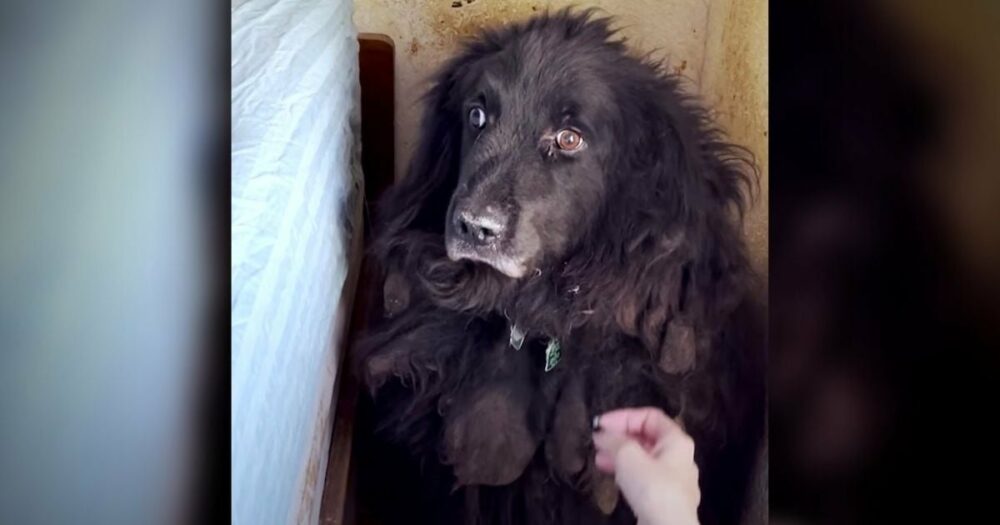 Zanedbaný pes strávil šest let v koutě, než ho někdo konečně zachránil