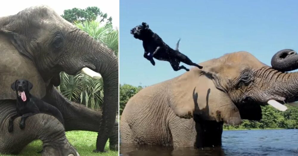 Sloní sirotek a černý labrador jsou nejlepší přátelé a rádi si hrají ve vodě