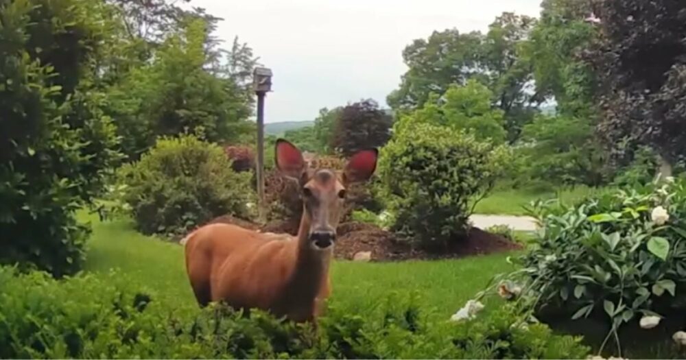 Majitel domu se vtipně “postavil” jelenovi, který se vkradl do zahrady přes kameru u zvonku