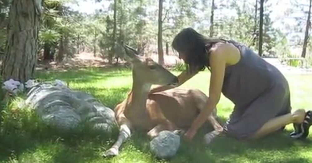 Divoký jelen se přiblíží k ženě a lehne si vedle ní, aby jí ukázal, že je zraněný