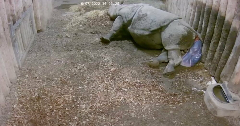Vzácný porod nosorožce zachycený na videu