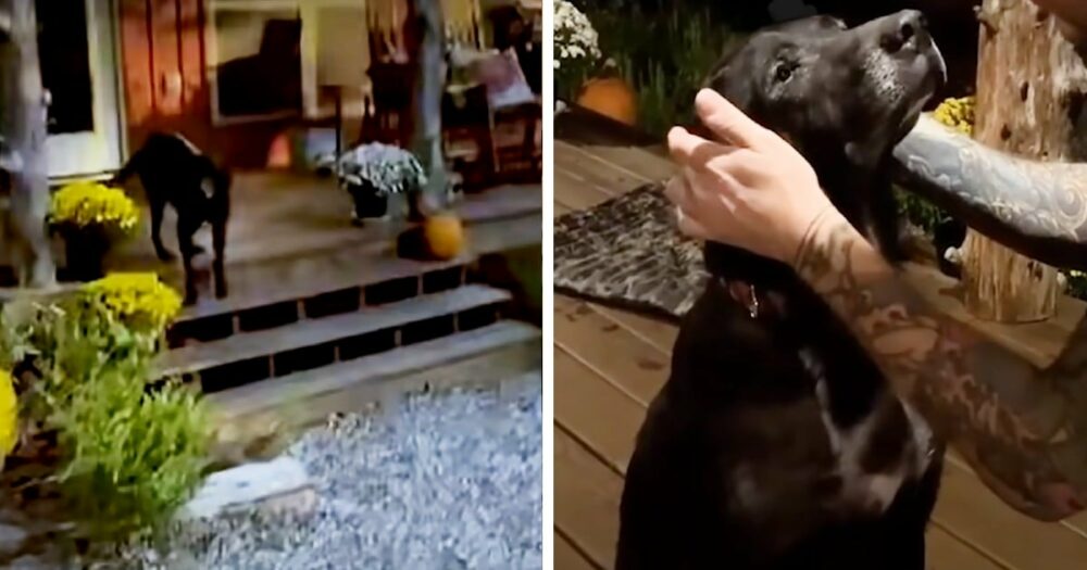 Nemocný zatoulaný pes se usadil na verandě manželů a požádal je o adopci