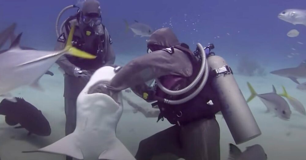 Potápěčka strčí ruku do žraloka, aby ho zachránila, aniž by očekávala, že žralok komunikuje s ostatními žraloky