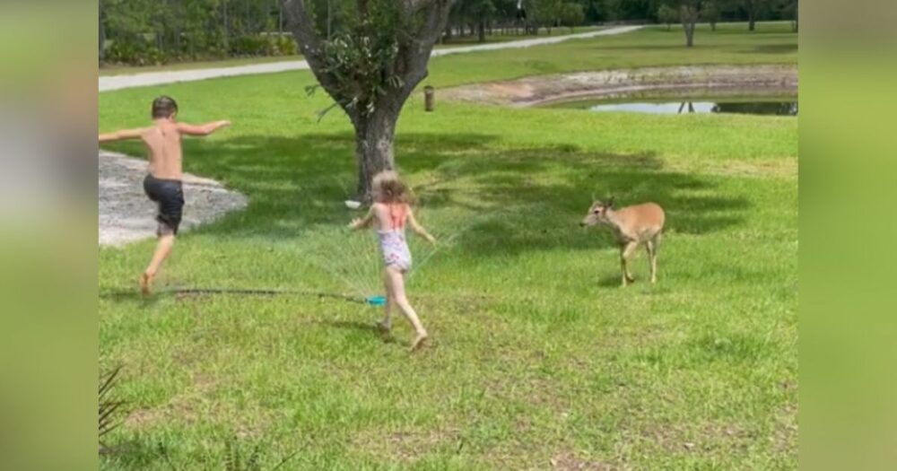 Hřejivý okamžik, kdy jelen vidí děti skákat přes postřikovač a rozhodne se přidat také