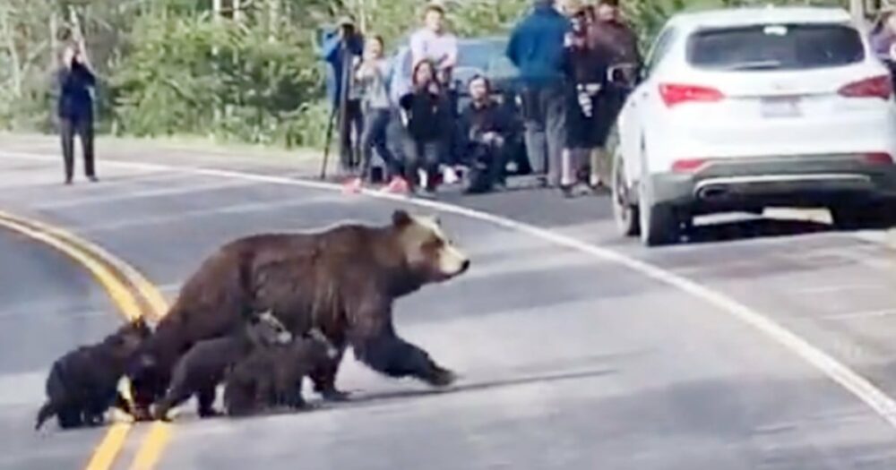 Medvědice grizzly rozplývá srdce, když vede svou velkou skupinu mláďat přes silnici