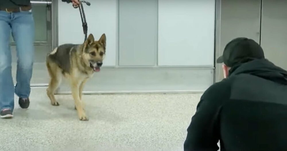 Vojenský pes vystoupil z výtahu a poprvé po třech letech viděl svého psovoda