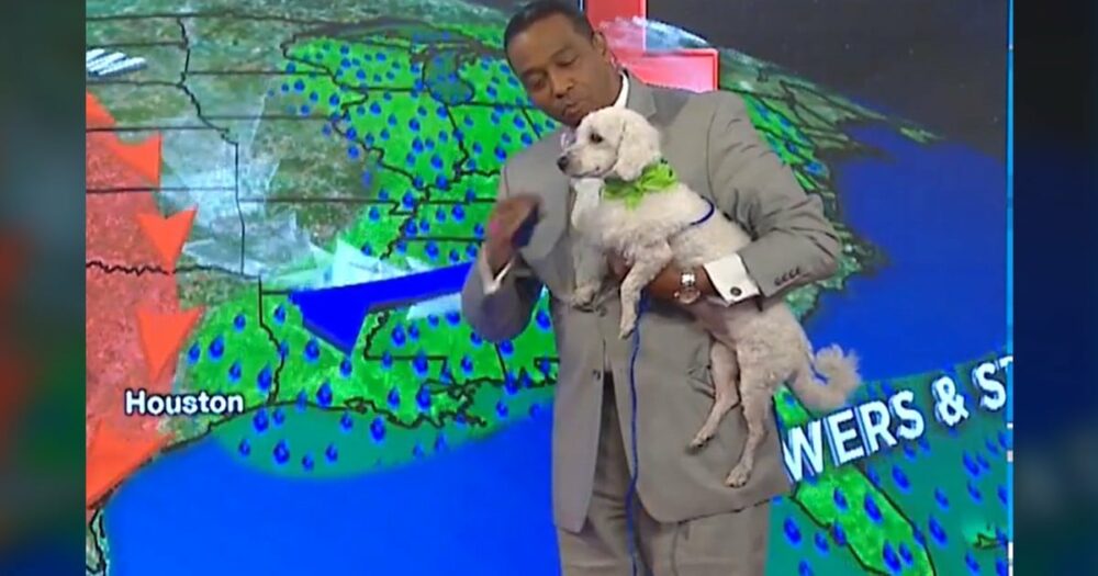 Adoptovaný pes přeruší relaci meteorologa a rychle se stane součástí pořadu