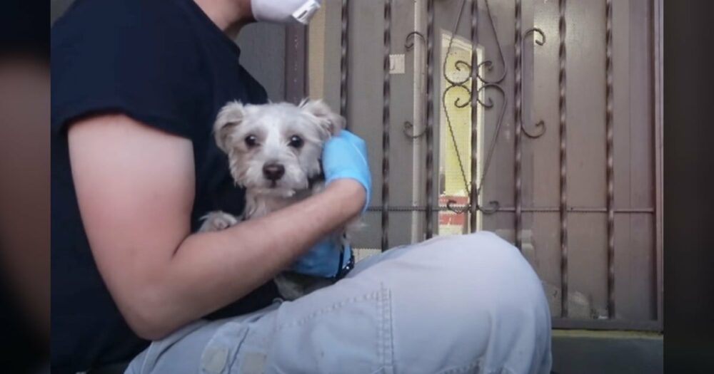 Třesoucí se zatoulaný pes se rozplývá v náručí zachránce při prvním objetí v životě
