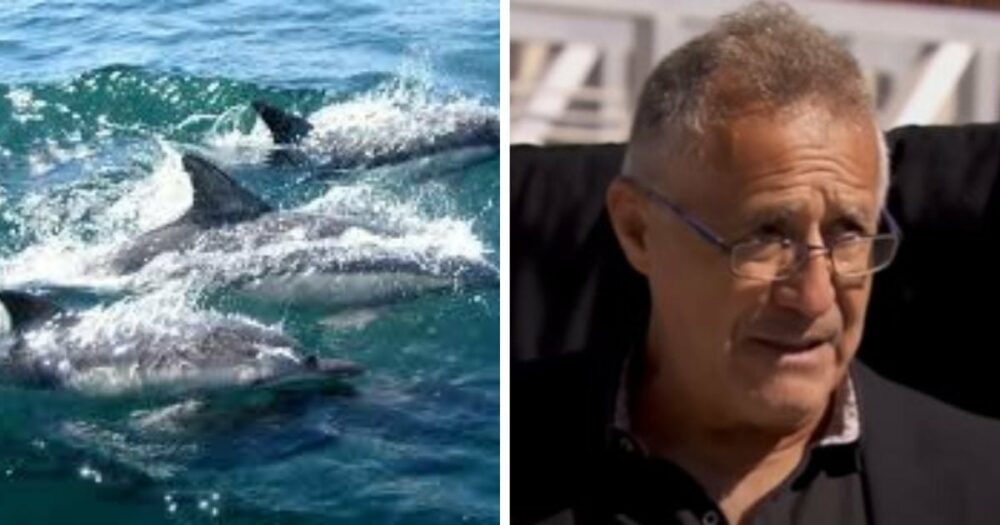 Námořník vděčí hejnu delfínů za to, že ho dovedli k tonoucí ženě a pomohli jí zachránit život
