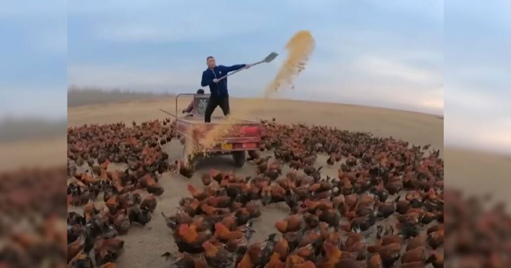 Farmář a jeho 70 000 kuřat se radují, že se stali online celebritami