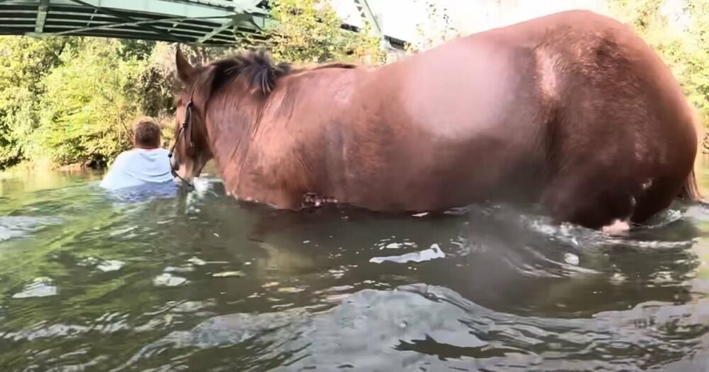 Muž si naposledy zaplavat s koněm před koncem léta a záběry pod vodou jsou nádherné