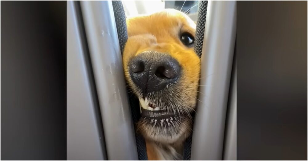 Pes potěší cestující, když trvá na tom, že pozdraví každého ve vlaku