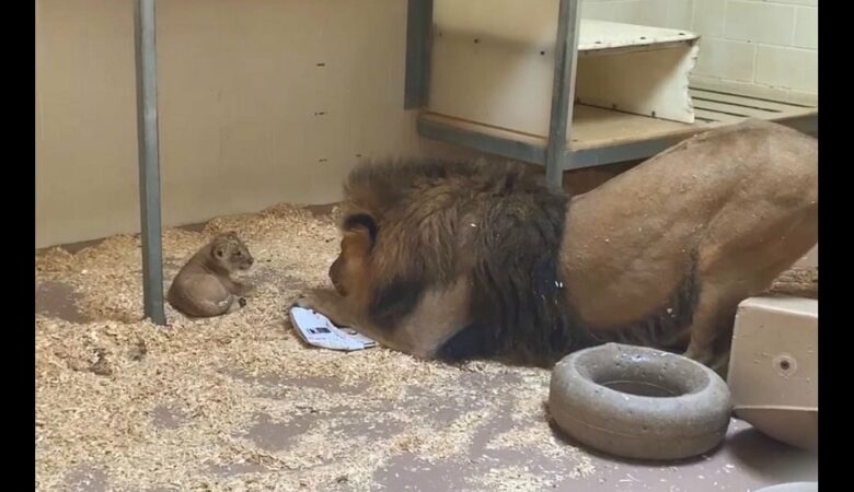 Kamera natočila dojemný okamžik, kdy se tatínek lev přikrčí, aby se poprvé setkal s mládětem