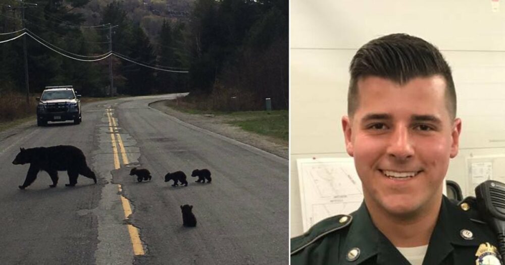 Policista si rychle uvědomí smutný důvod, proč medvídě nechce přejít silnici