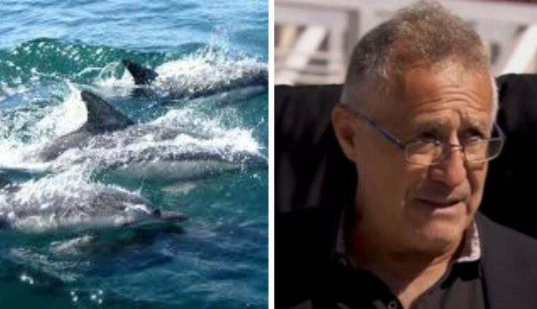 Námořník vděčí hejnu delfínů za to, že ho dovedli k tonoucí ženě a pomohli jí zachránit život