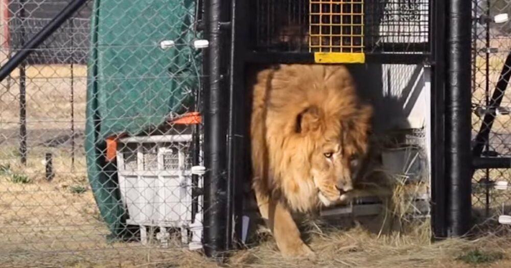 osamělý lev, který strávil 15 let v betonové kleci, se poprvé dotkl trávy
