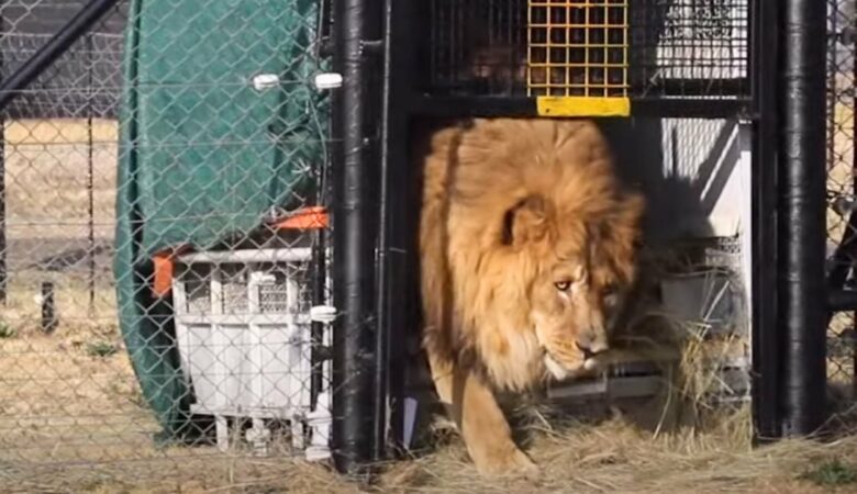 osamělý lev, který strávil 15 let v betonové kleci, se poprvé dotkl trávy