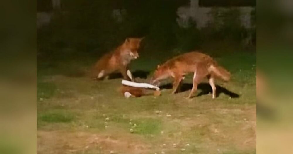 Maminka nainstaluje kameru poté, co se na dvůr vplíží lišky, a zachytí ten nejroztomilejší pohled