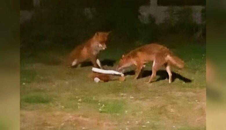 Maminka nainstaluje kameru poté, co se na dvůr vplíží lišky, a zachytí ten nejroztomilejší pohled