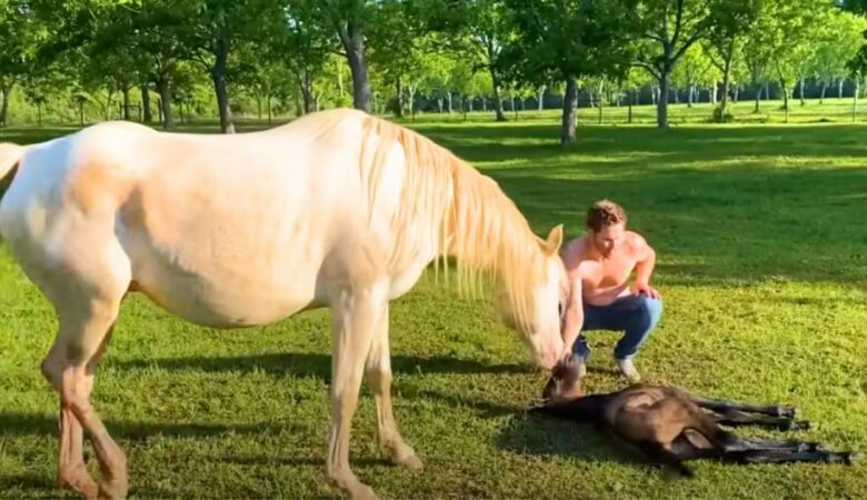 Malému koníkovi, který se nemůže postavit, pomůže laskavý farmář