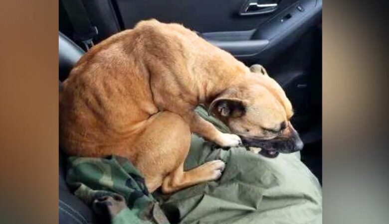 Vyhublý toulavý pes vidí otevřené dveře auta a rozhodne se pro “skok víry