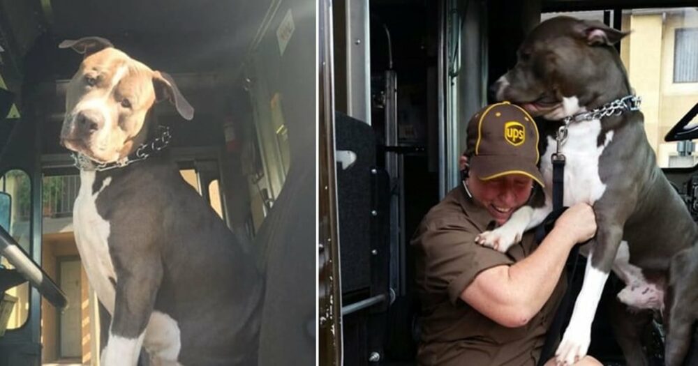 Řidička UPS adoptovala pitbula na své trase poté, co zemřel majitel psa