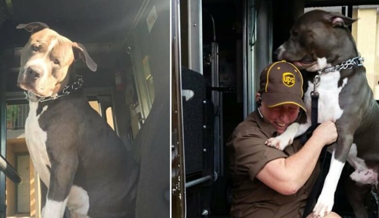 Řidička UPS adoptovala pitbula na své trase poté, co zemřel majitel psa