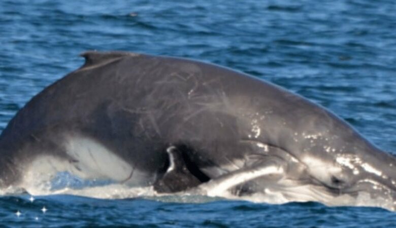 Samec velryby se pokusí zabít mámu a její mládě, aniž by věděl, že se do toho vloží hejno delfínů